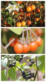 Wonderberry magkeverék - egynyári gyümölcstermők, Solanum ssp., padlizsán